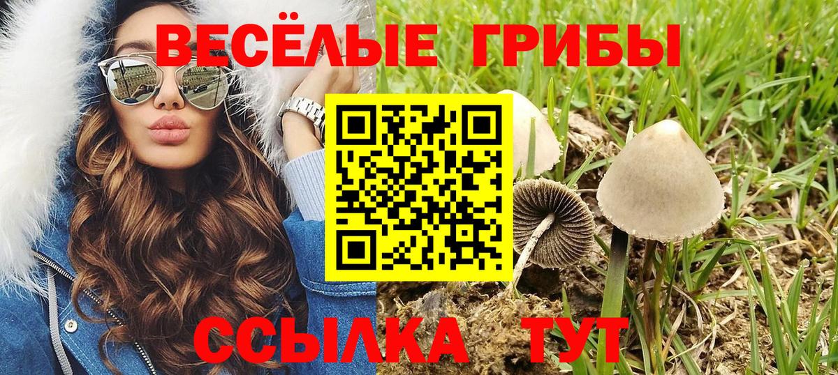 Галлюциногенные грибы Psilocybe Октябрьский
